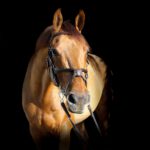 De behandeling voor artrose bij paarden