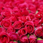 Rode rozen, niet voor niets de populairste bloemen